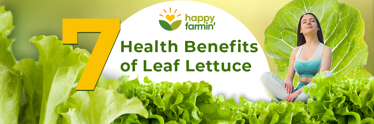 7 Health and Nutrition Benefits of Leaf Lettuce