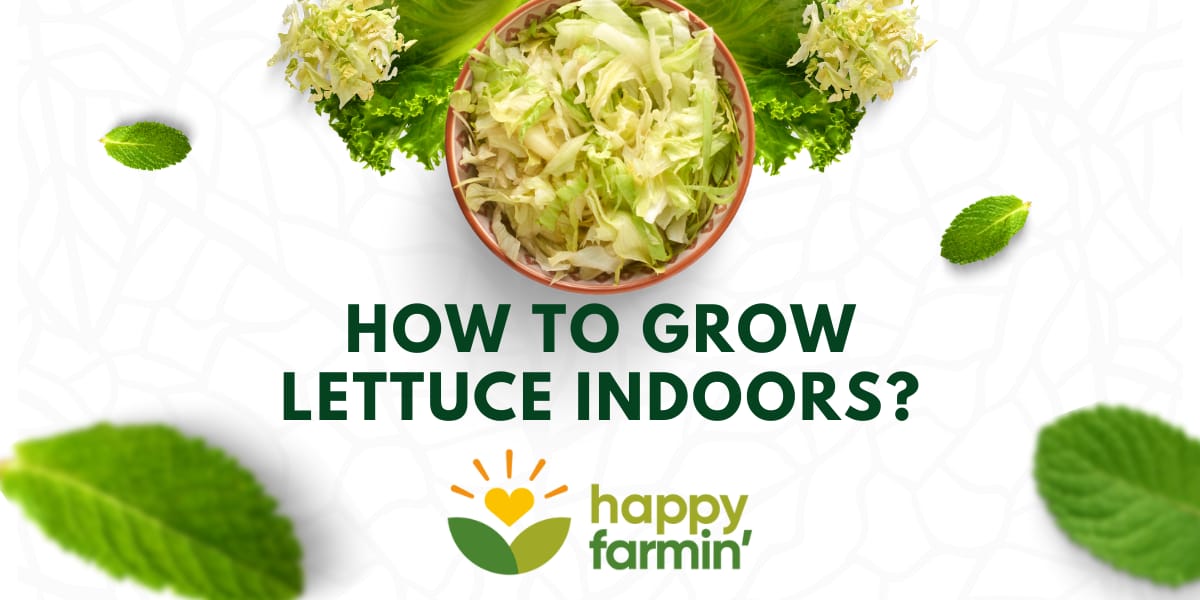 How to Grow Lettuce Indoors?