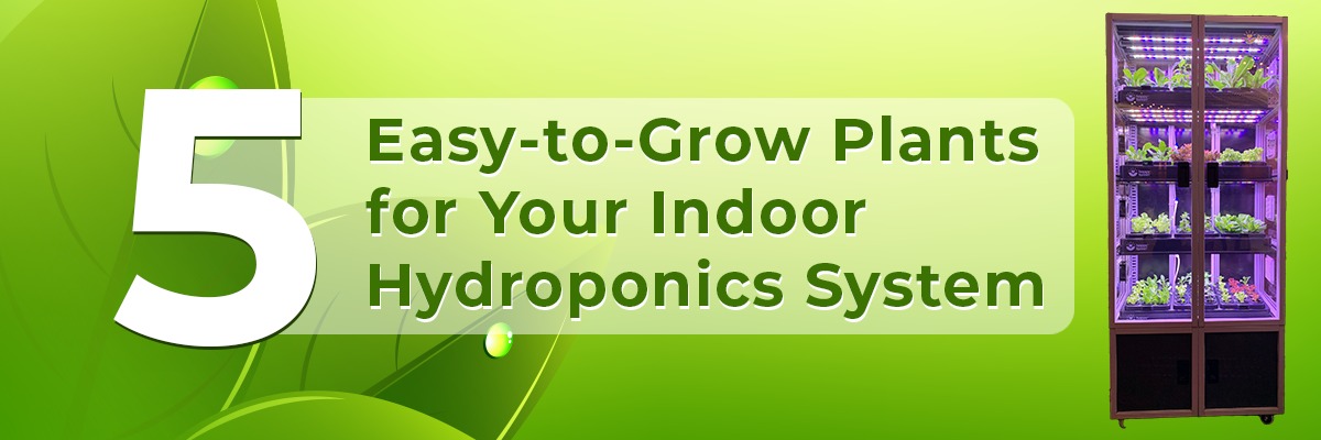 5 Easy-to-Grow Plants for Your Indoor Hydroponics System